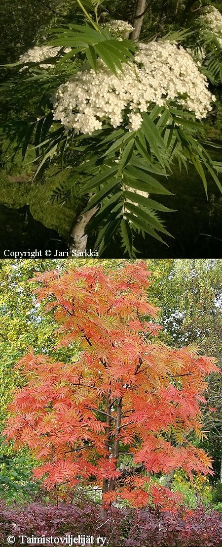 Sorbus ulleungensis 'Dodong'